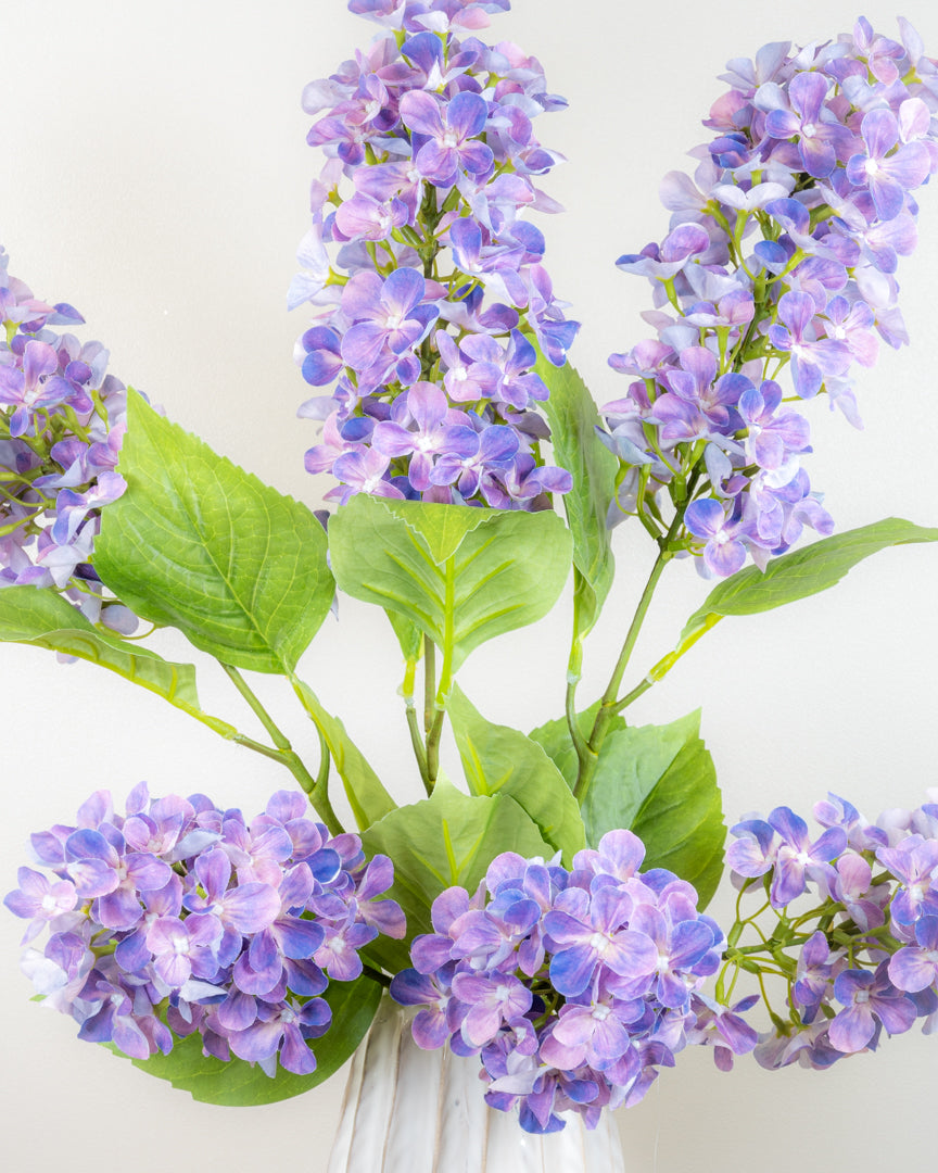 Hydrangea Paniculata - Lilac