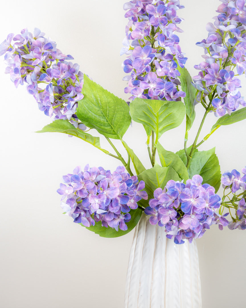 Hydrangea Paniculata - Lilac