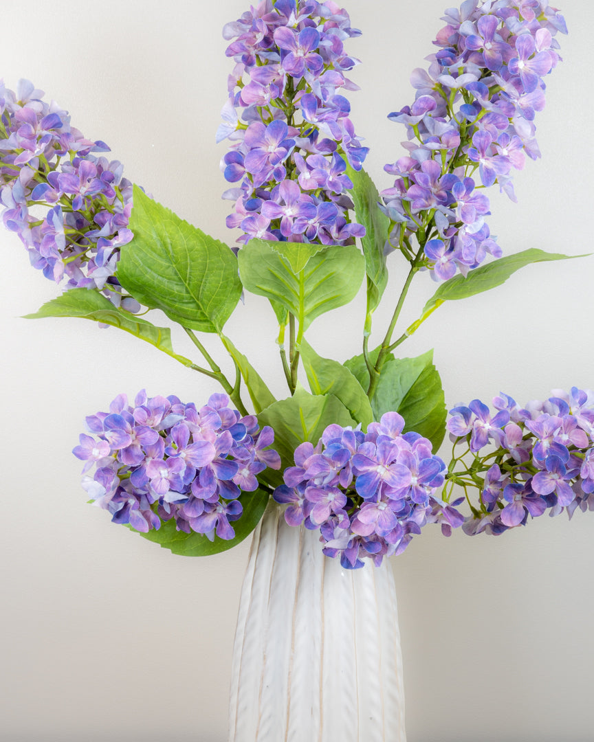 Hydrangea Paniculata - Lilac