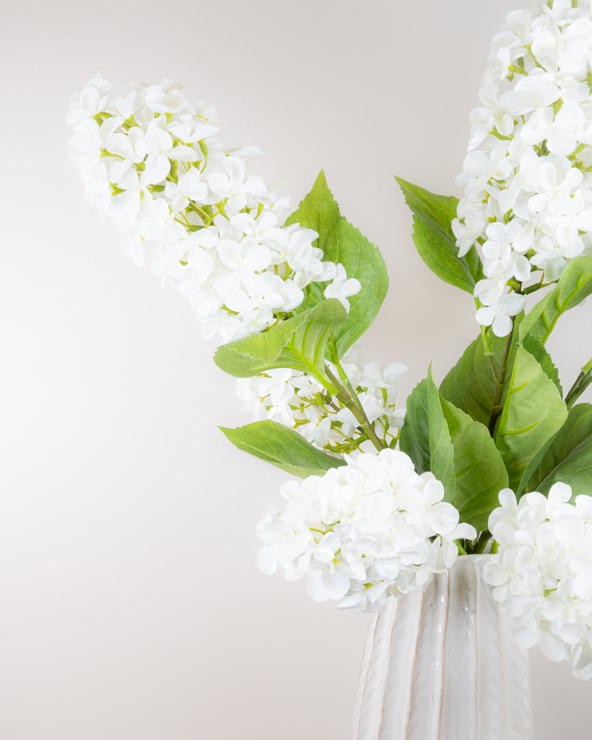 Hydrangea Paniculata - Ivory