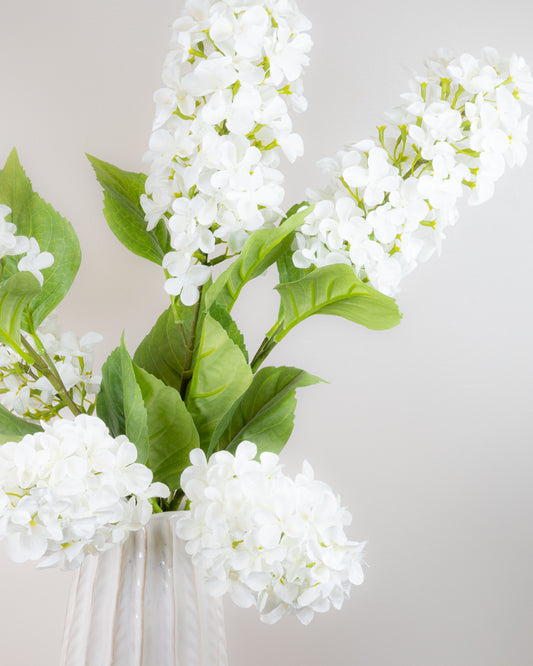 Hydrangea Paniculata - Ivory