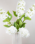 Load image into Gallery viewer, Hydrangea Paniculata - Ivory
