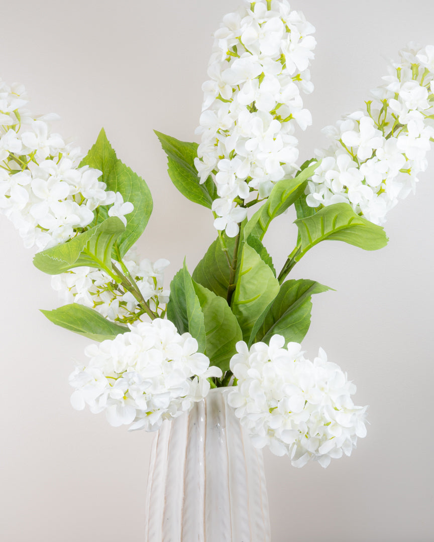 Hydrangea Paniculata - Ivory