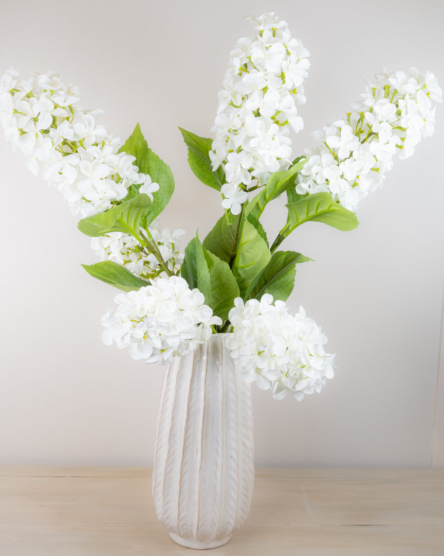 Hydrangea Paniculata - Ivory