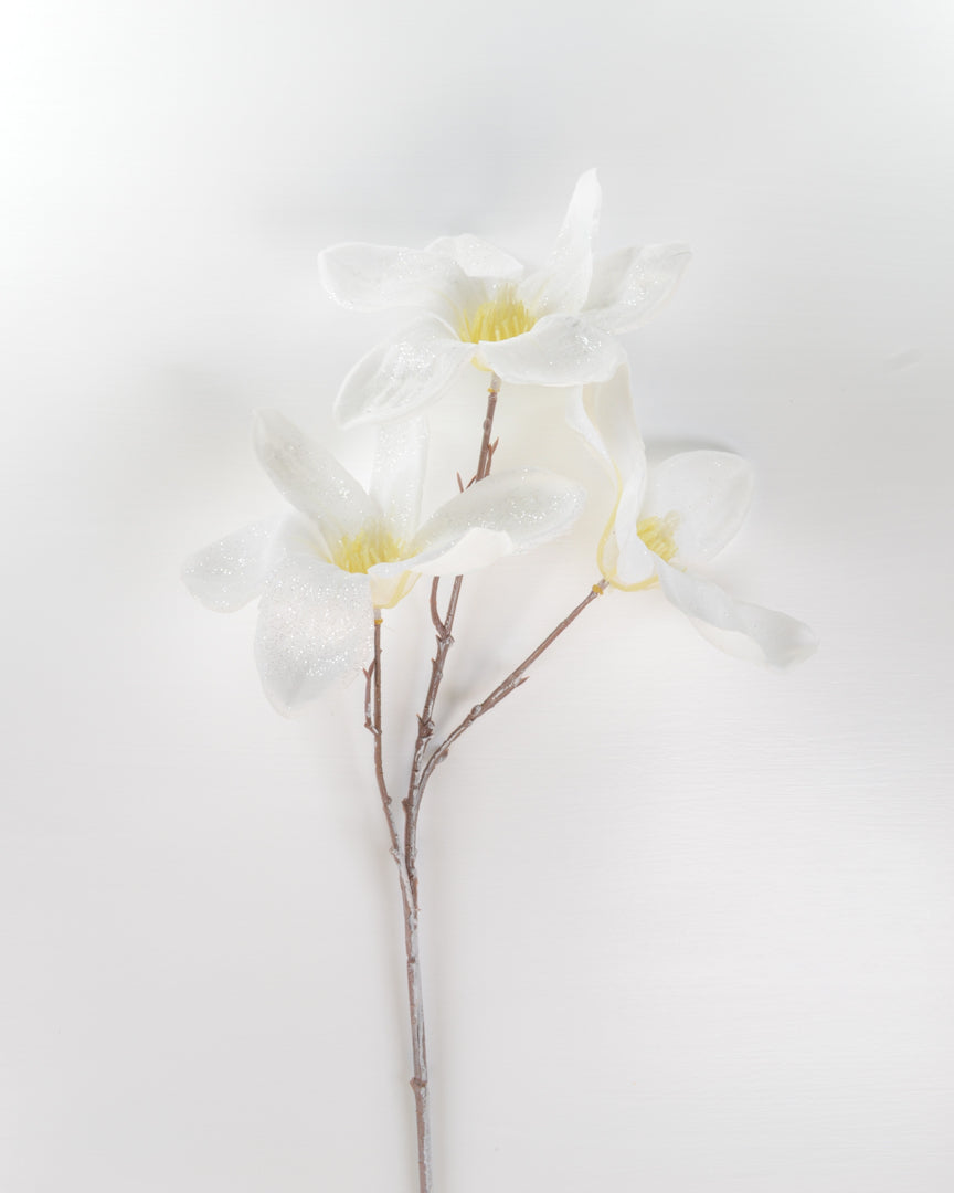 Winter White Magnolia Stem