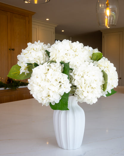 Snow White Winter Hydrangea