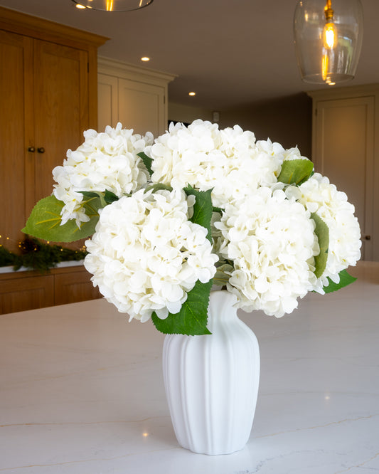 Snow White Winter Hydrangea