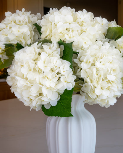Snow White Winter Hydrangea