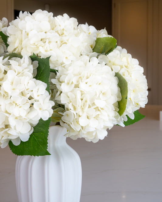 Snow White Winter Hydrangea