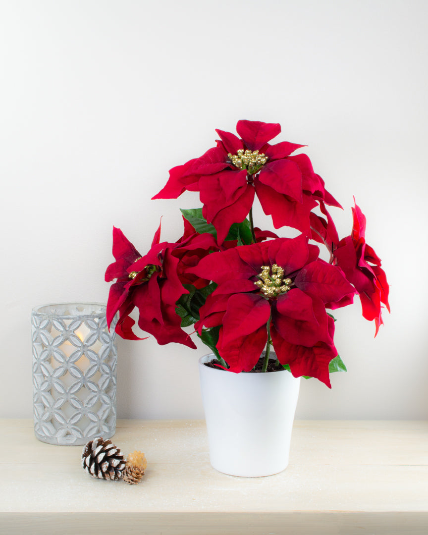 Red Poinsettias in Pot