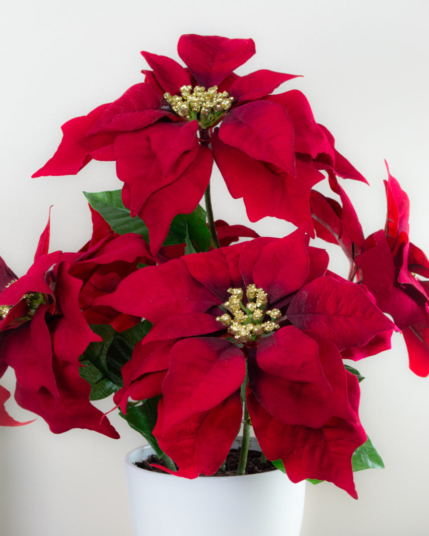 Red Poinsettias in Pot