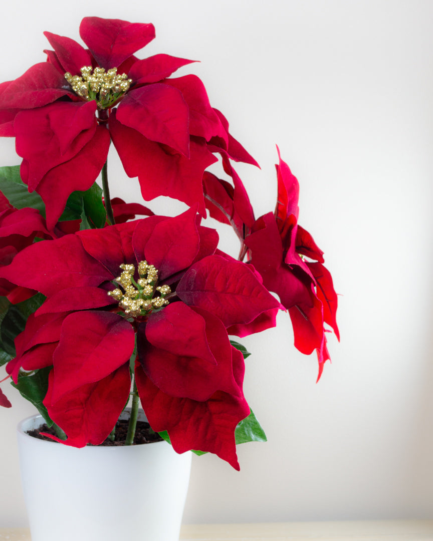 Red Poinsettias in Pot