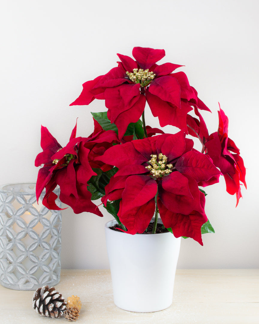 Red Poinsettias in Pot