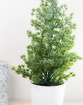 Load image into Gallery viewer, Spruce Tree In Pot
