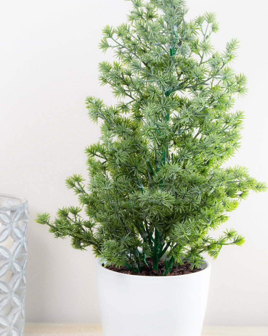 Spruce Tree In Pot