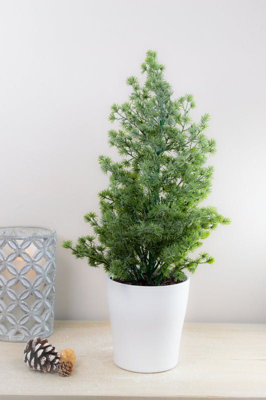 Spruce Tree In Pot