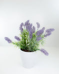 Load image into Gallery viewer, Potted Lavender
