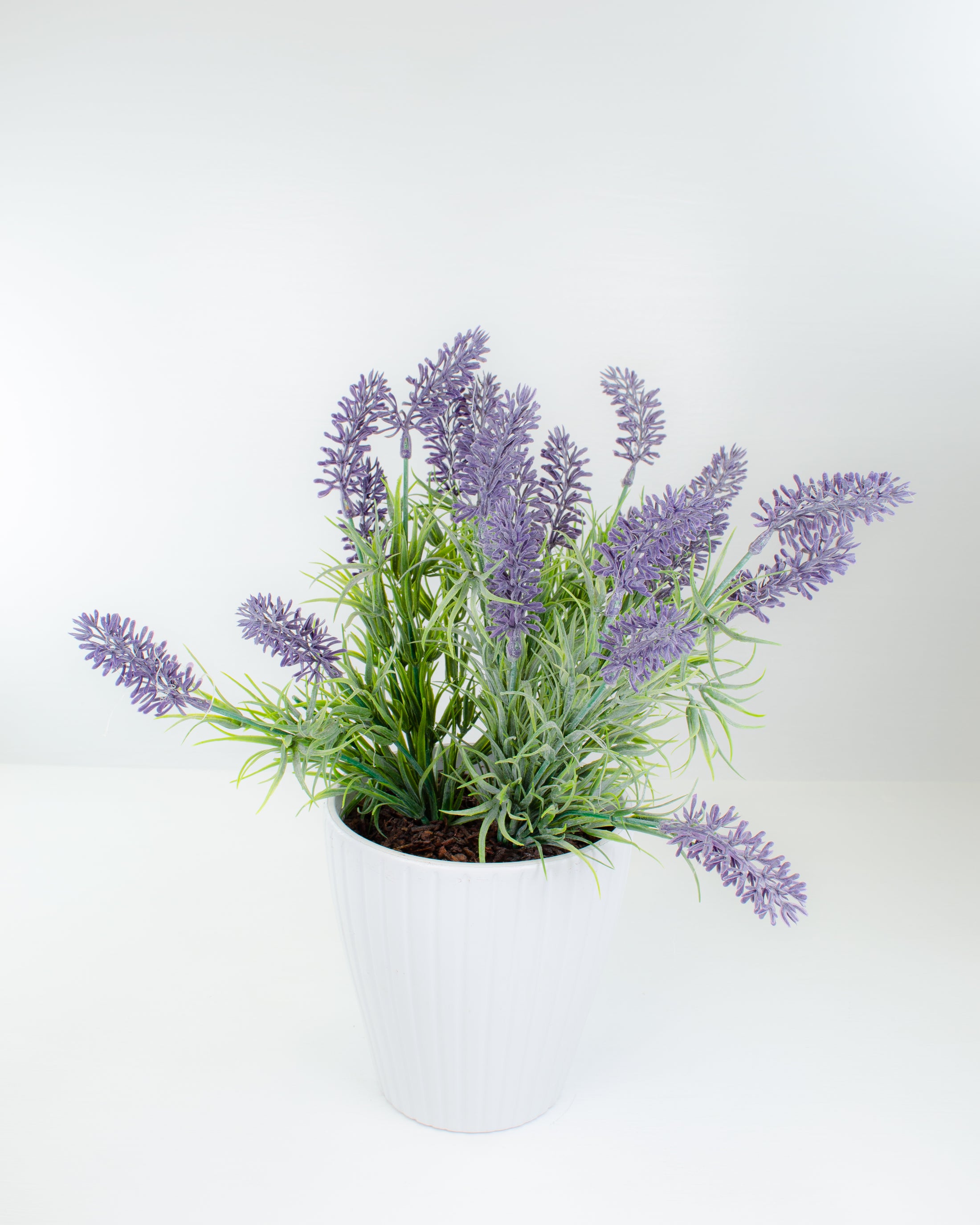 Potted Lavender