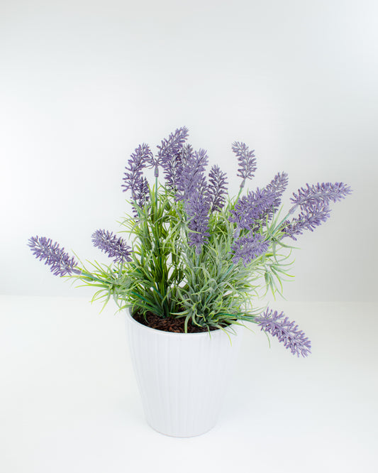 Potted Lavender