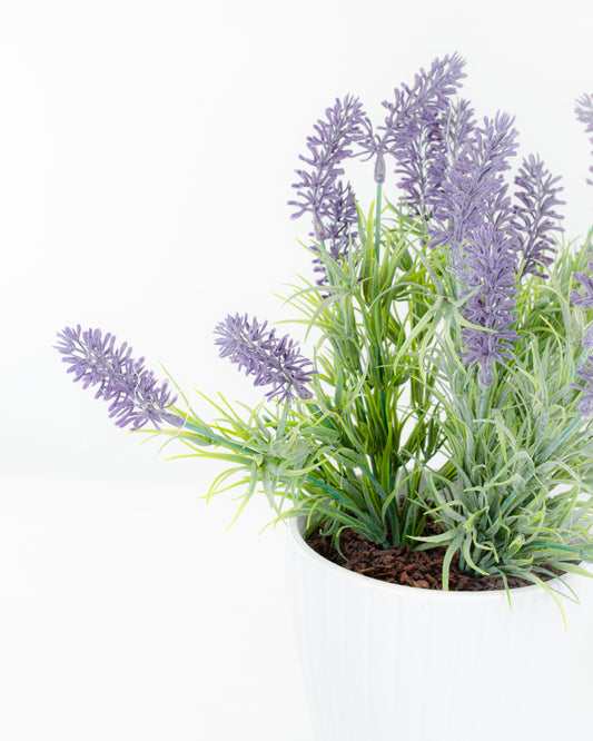 Potted Lavender