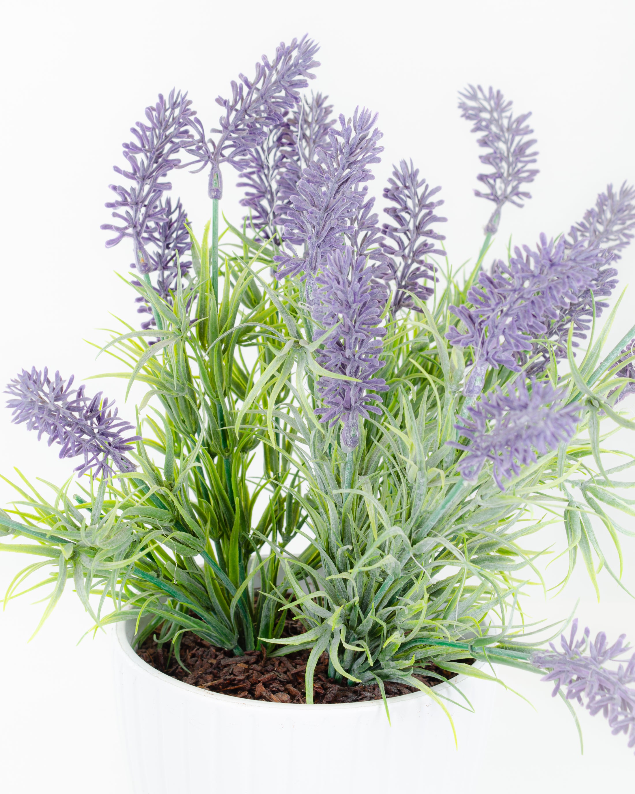 Potted Lavender