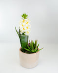 Load image into Gallery viewer, Potted Hyacinth
