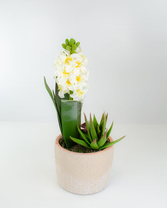 Potted Hyacinth