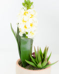 Load image into Gallery viewer, Potted Hyacinth
