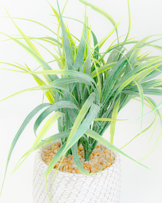 Grass In Pot