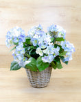 Load image into Gallery viewer, Blue Hydrangea in a Basket
