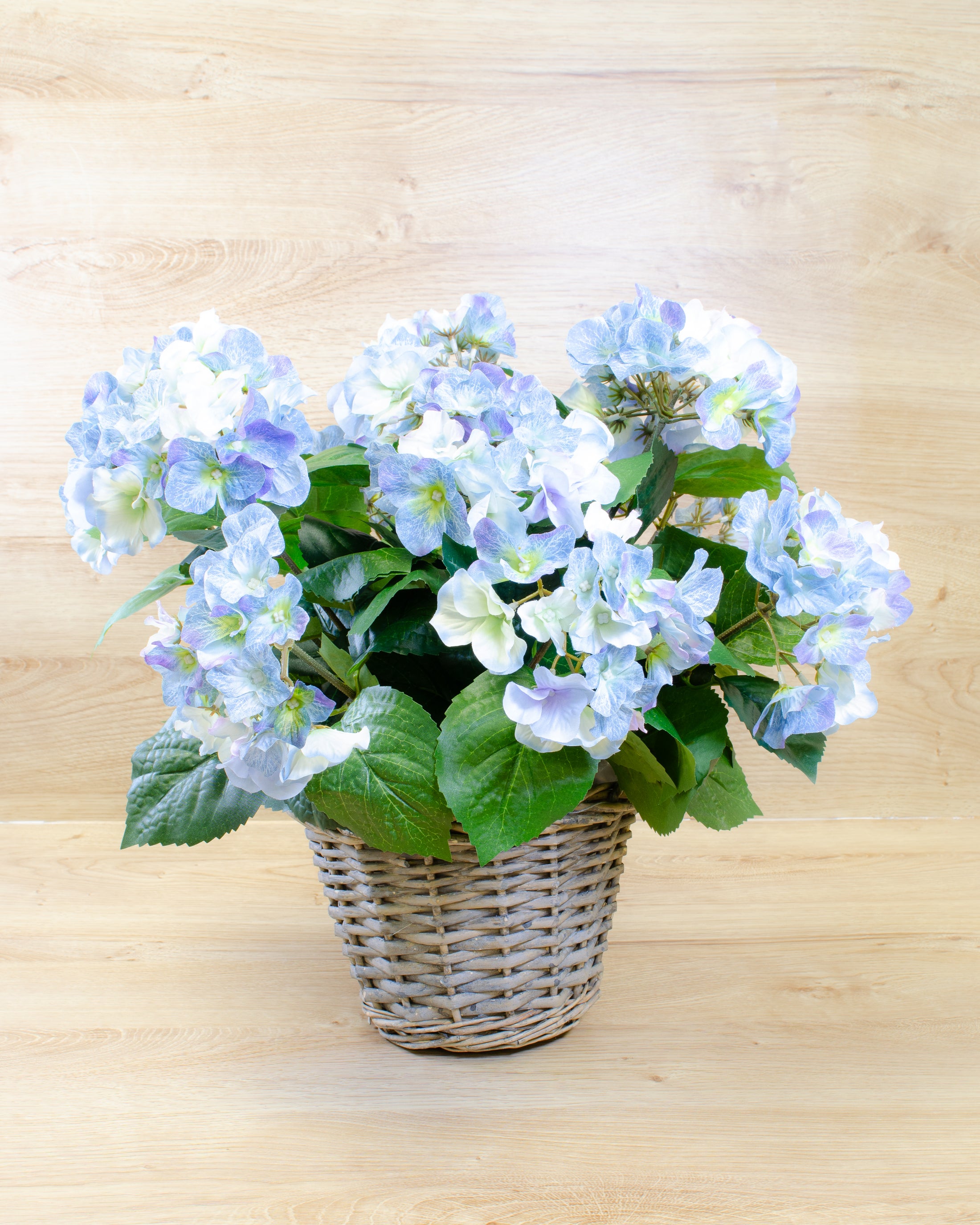 Blue Hydrangea in a Basket