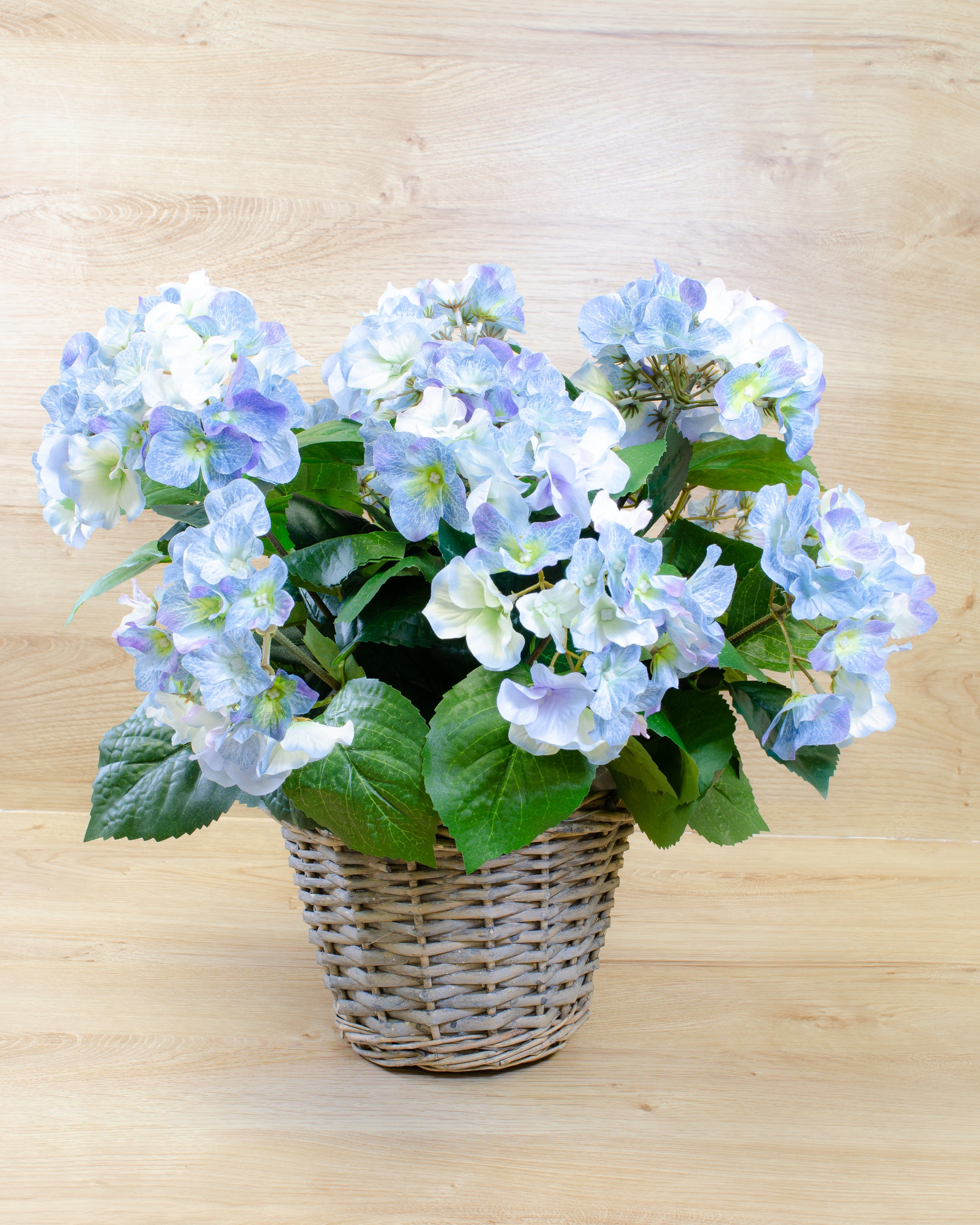 Blue Hydrangea in a Basket