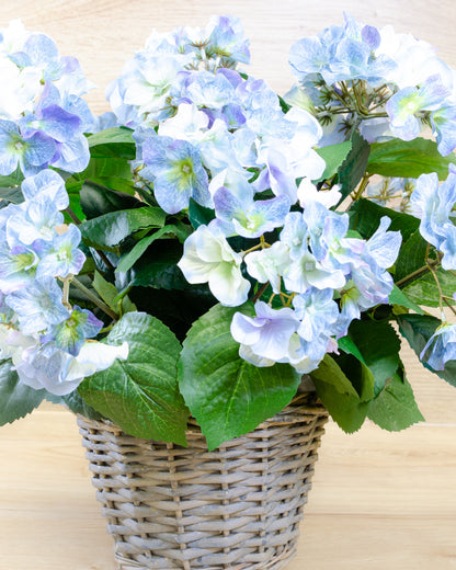 Blue Hydrangea in a Basket
