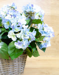 Load image into Gallery viewer, Blue Hydrangea in a Basket
