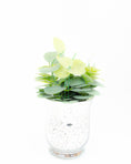 Load image into Gallery viewer, Eucalyptus in Glass Pot
