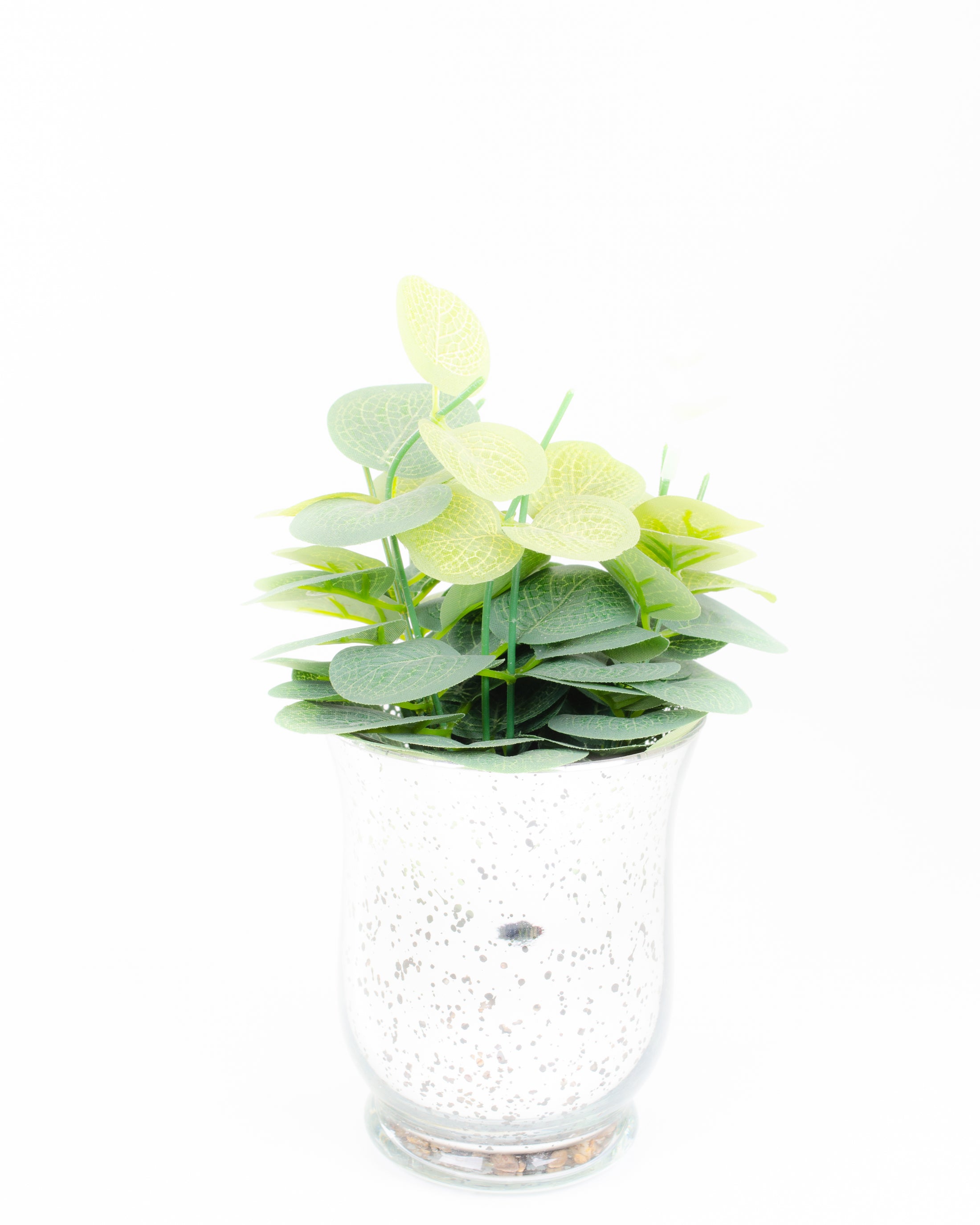 Eucalyptus in Glass Pot