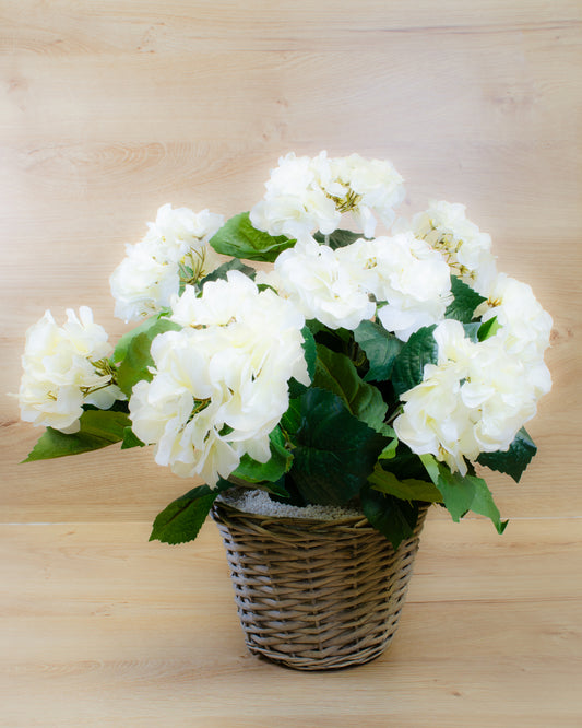 White Hydrangea in a Basket