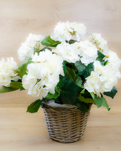 White Hydrangea in a Basket