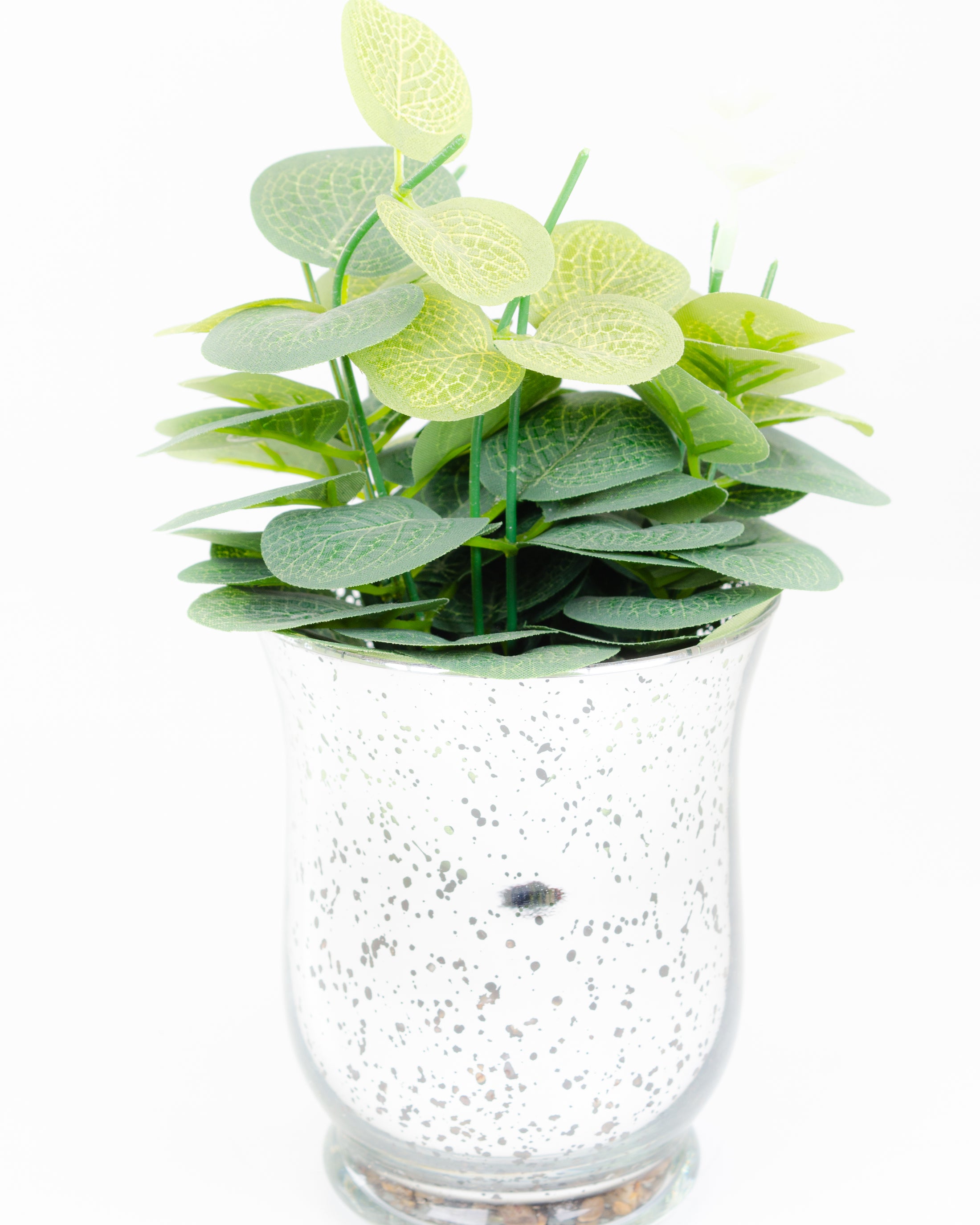 Eucalyptus in Glass Pot