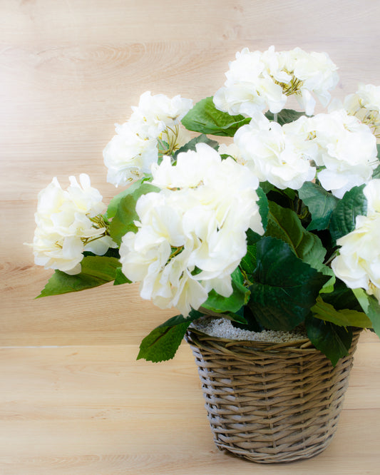 White Hydrangea in a Basket