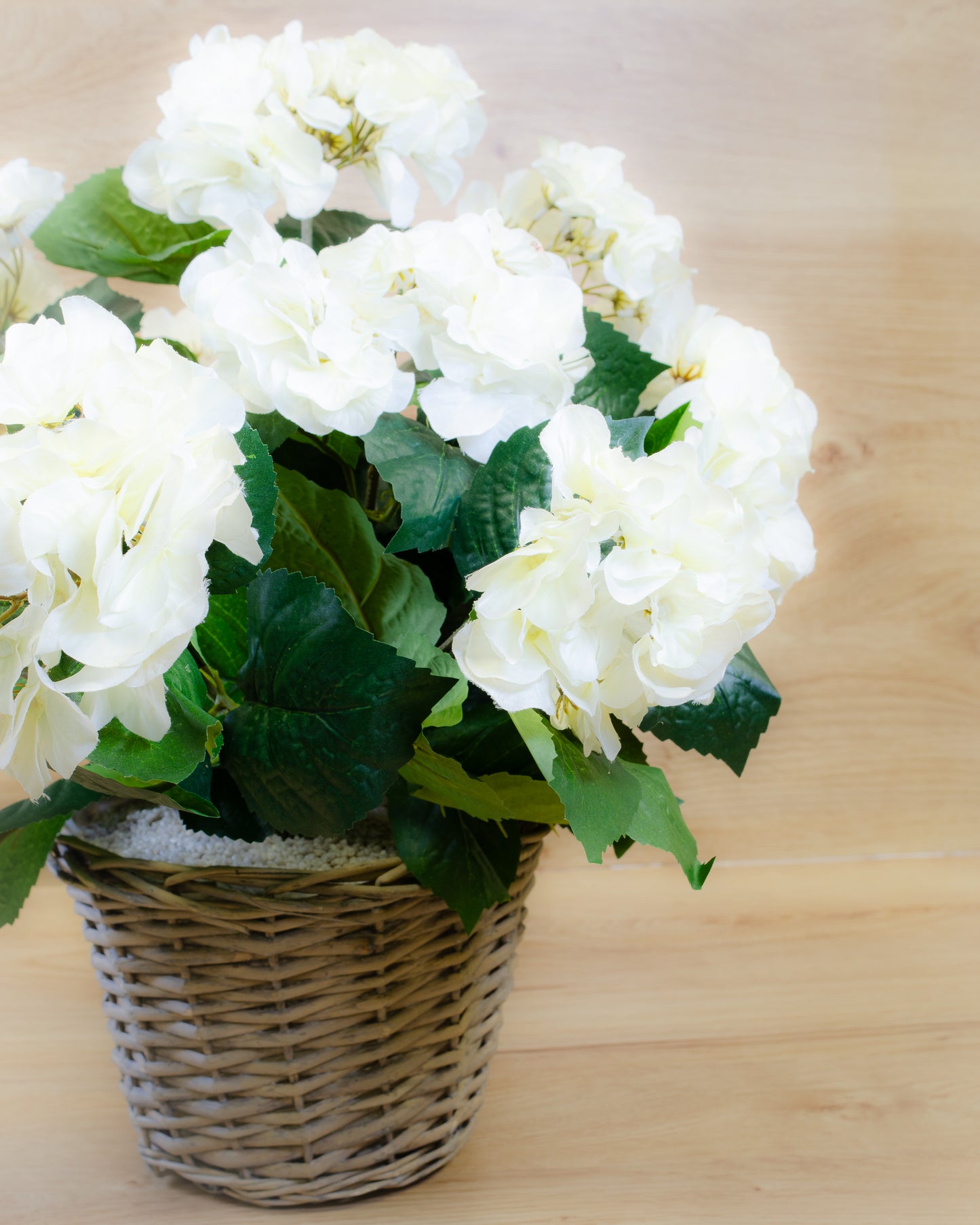 White Hydrangea in a Basket