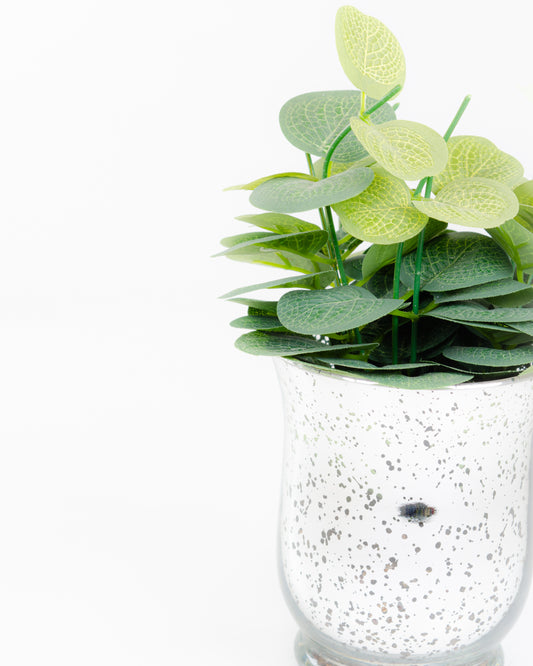 Eucalyptus in Glass Pot