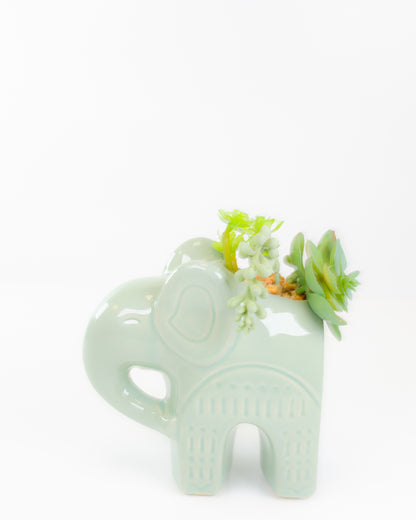 Elephant Pot with Succulents