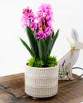 Load image into Gallery viewer, Potted Hyacinth (3 colours)
