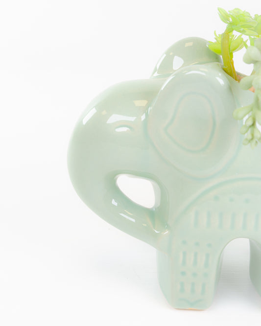 Elephant Pot with Succulents