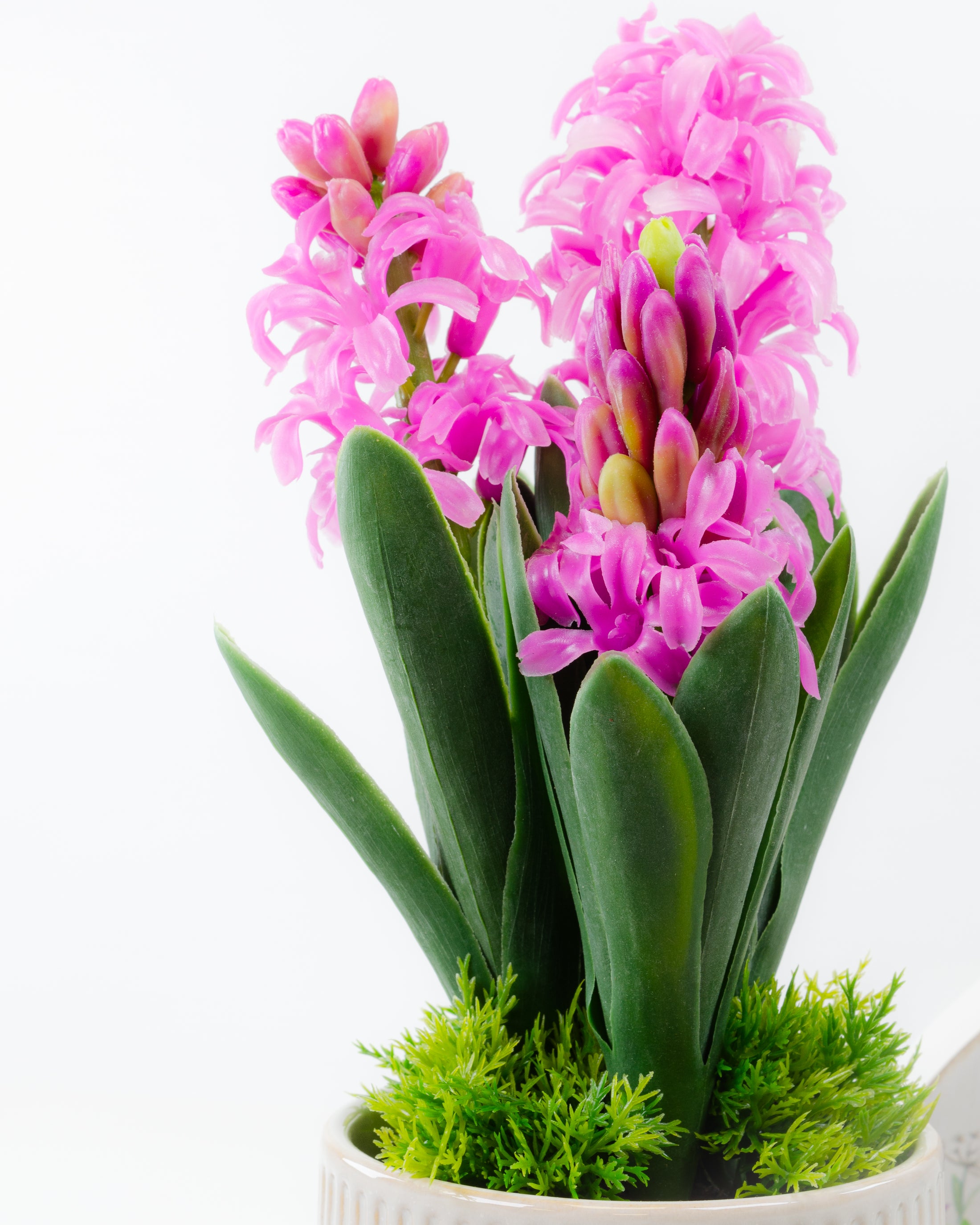 Potted Hyacinth (3 colours)