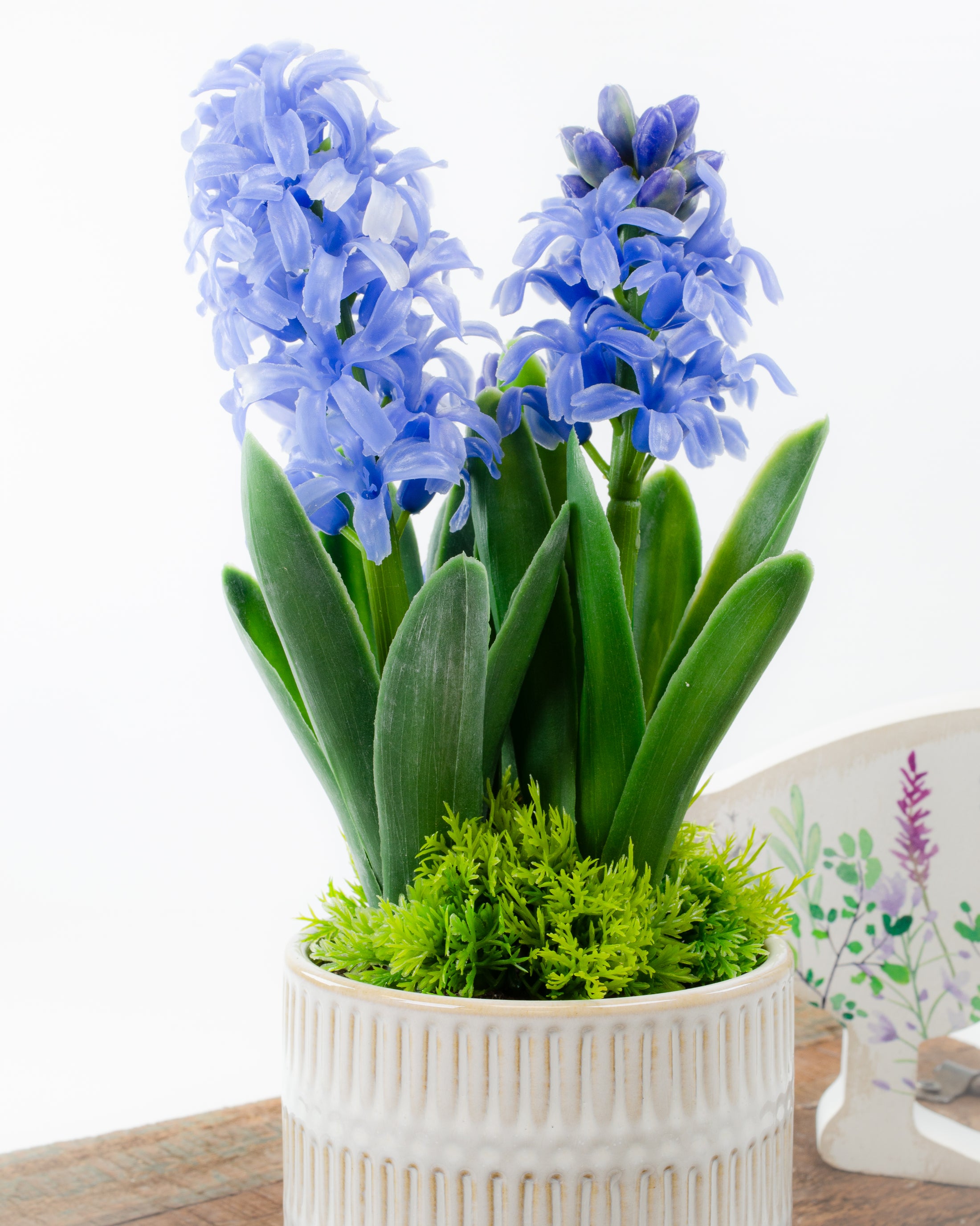 Potted Hyacinth (3 colours)