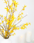 Load image into Gallery viewer, Forsythia Branch Stem
