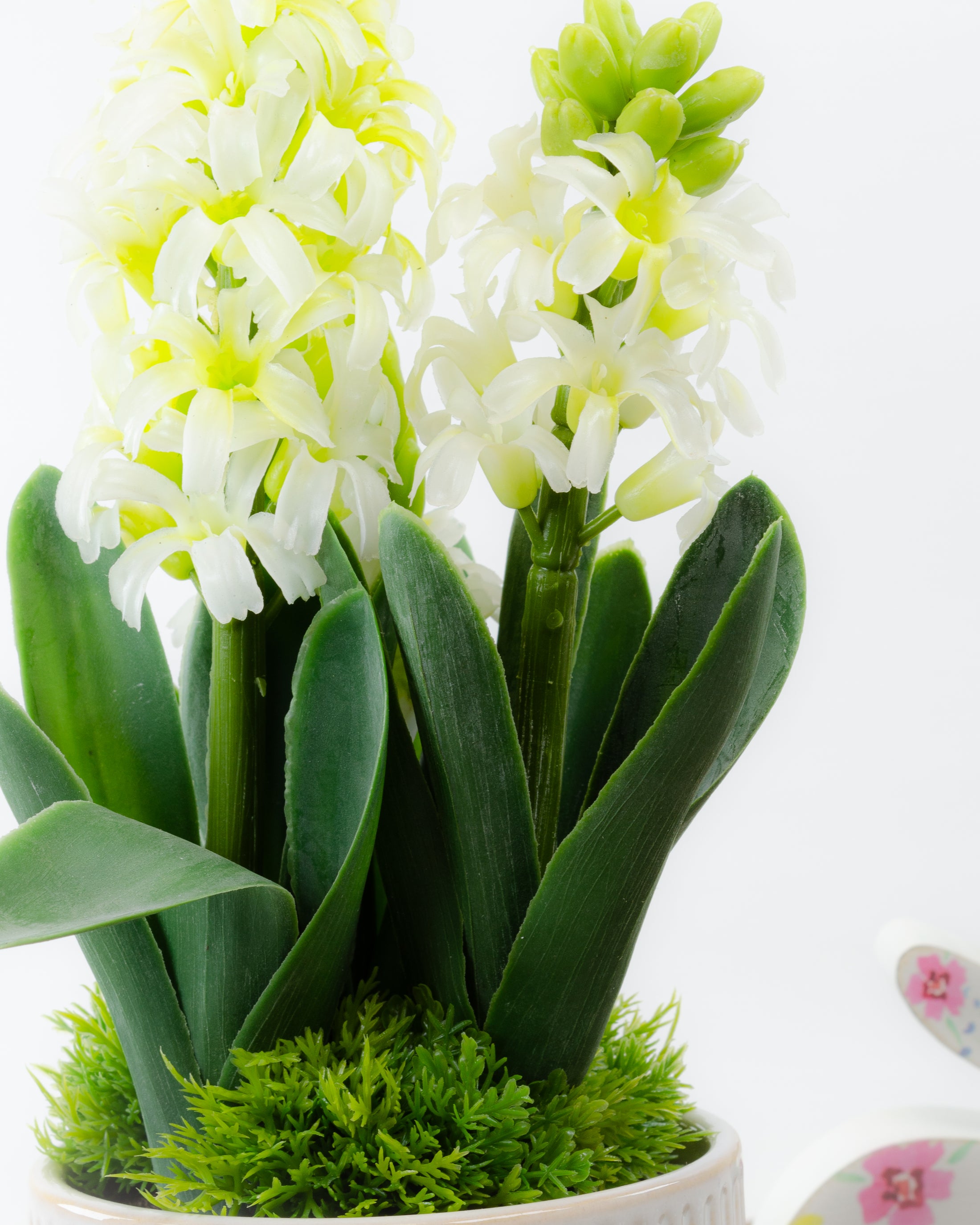 Potted Hyacinth (3 colours)