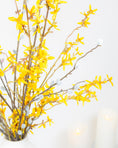 Load image into Gallery viewer, Forsythia Branch Stem
